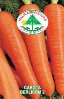 Carota berlicum 2